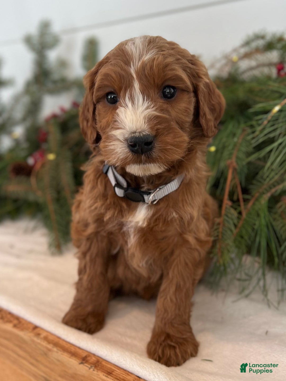 Irish Doodle dogs for sale: Asher - Ad 23