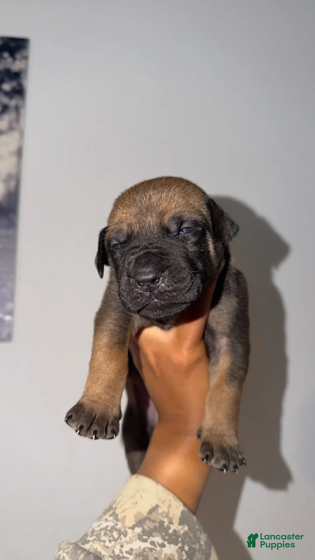 South African Boerboels dogs for sale: Bronx - Ad 2