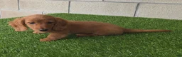 Miniature Dachshund dogs for sale: Sally - Ad 6