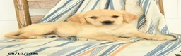 Golden Retriever dogs for sale: Joy - Ad 3