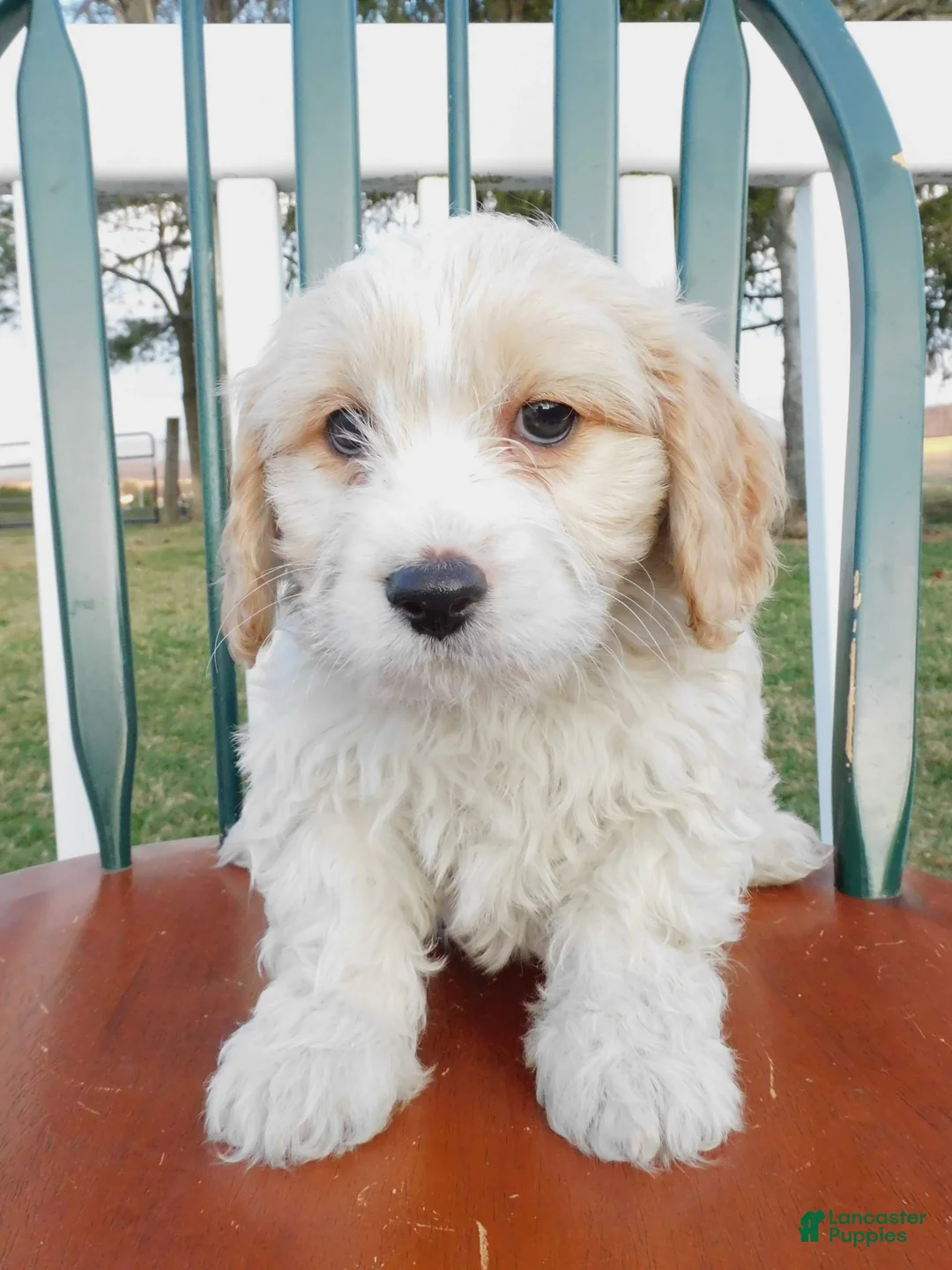 Cavachon dogs for sale: Puffy - Ad 6