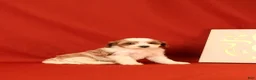 Cavapoo dogs for sale: Gia - Ad 3