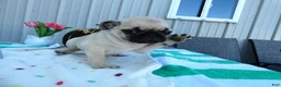 Pug dogs for sale: Pug 2 Buster - Ad 4