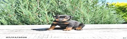 Doberman Pinscher dogs for sale: Elsa - Ad 4