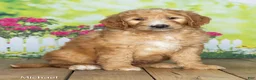 Goldendoodle dogs for sale: Michael - Ad 1