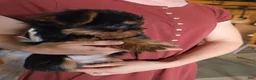 Yorkshire Terrier dogs for sale: Ella May - Ad 3