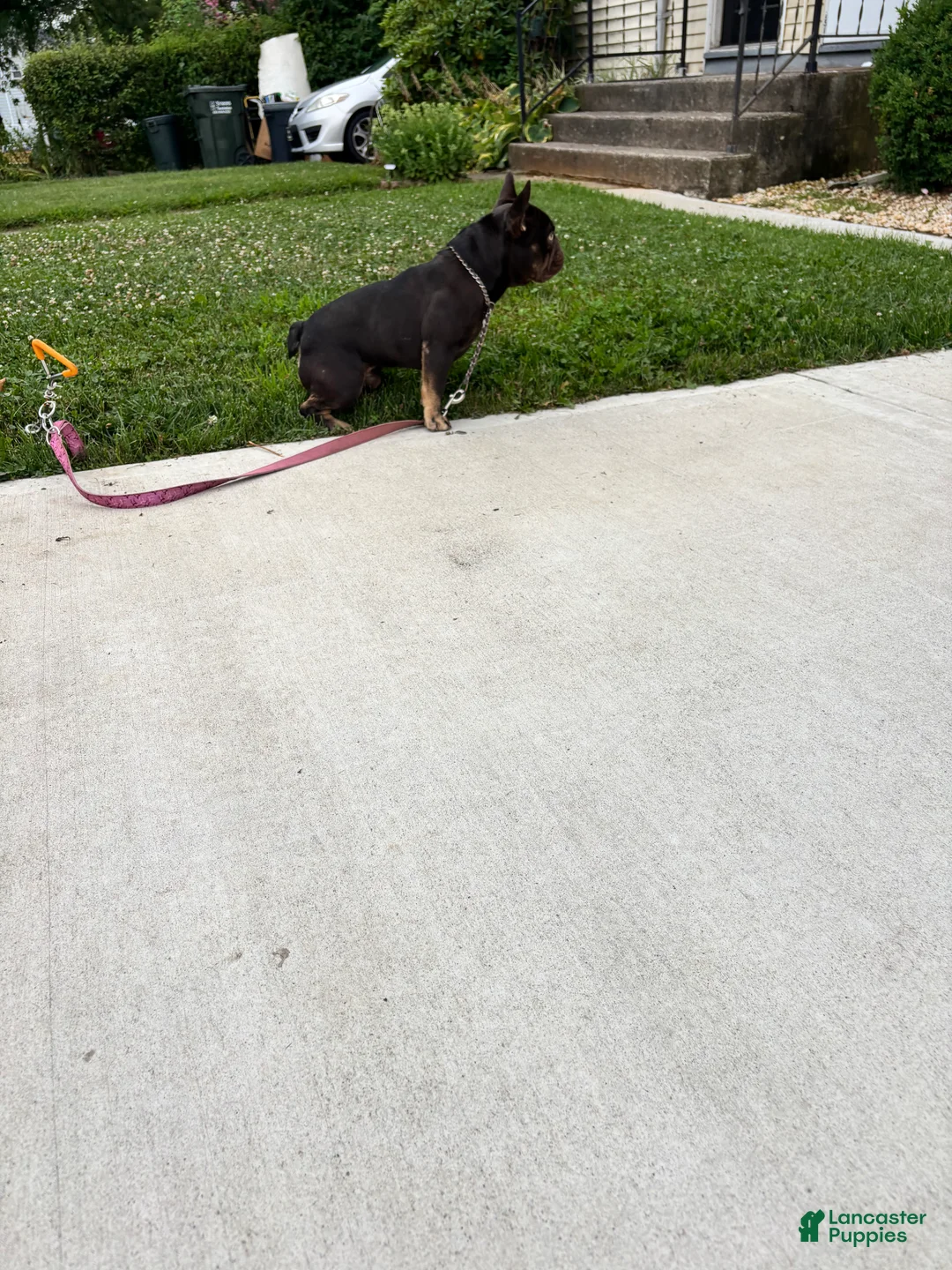 French Bulldog dogs for sale: 1 yr old Male French Bulldog  - Ad 2
