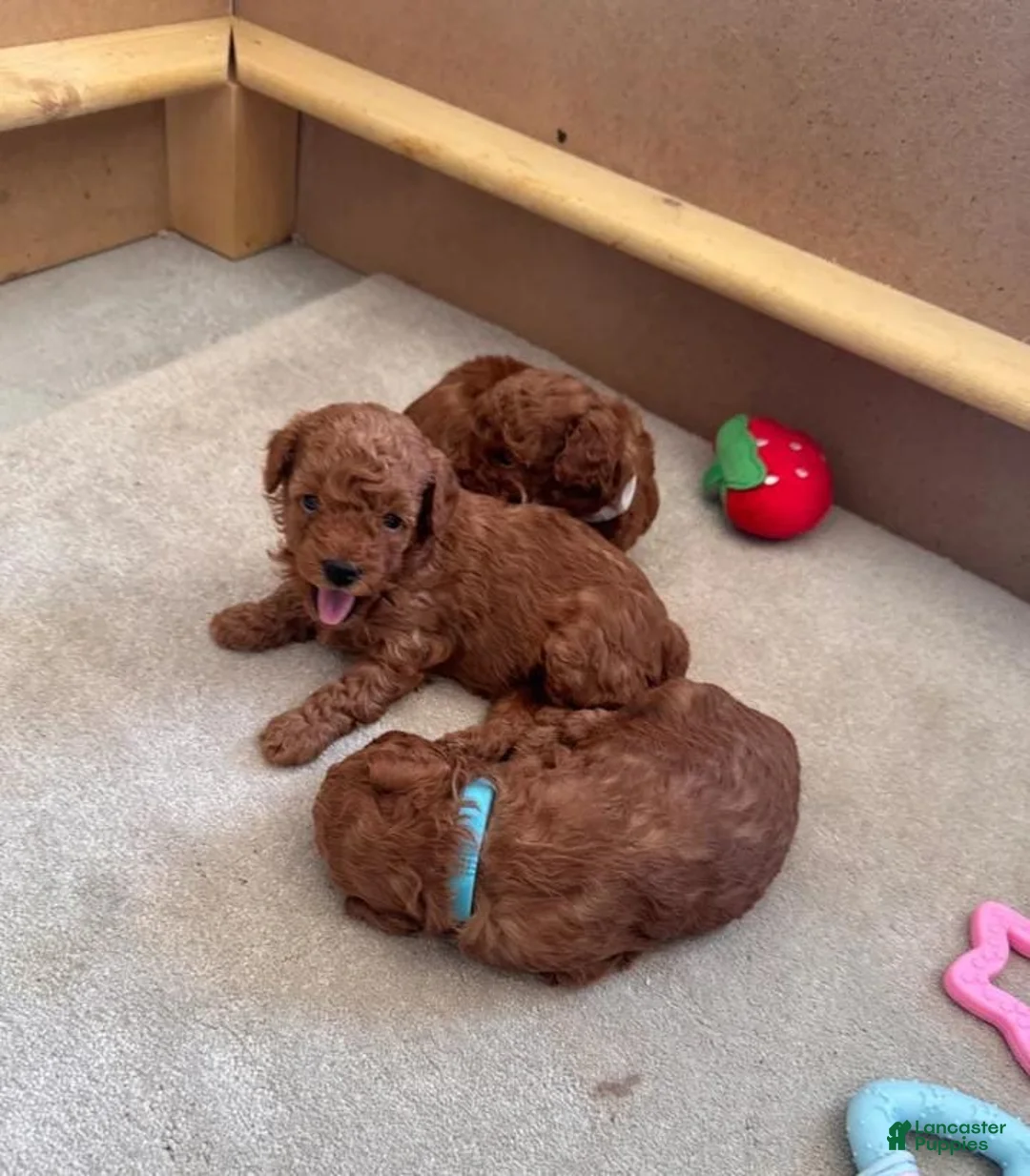 Maltipoo dogs for sale: Maya - Ad 20
