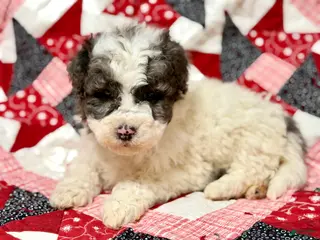 Mini Bernedoodle dogs Herbie - Ad 20