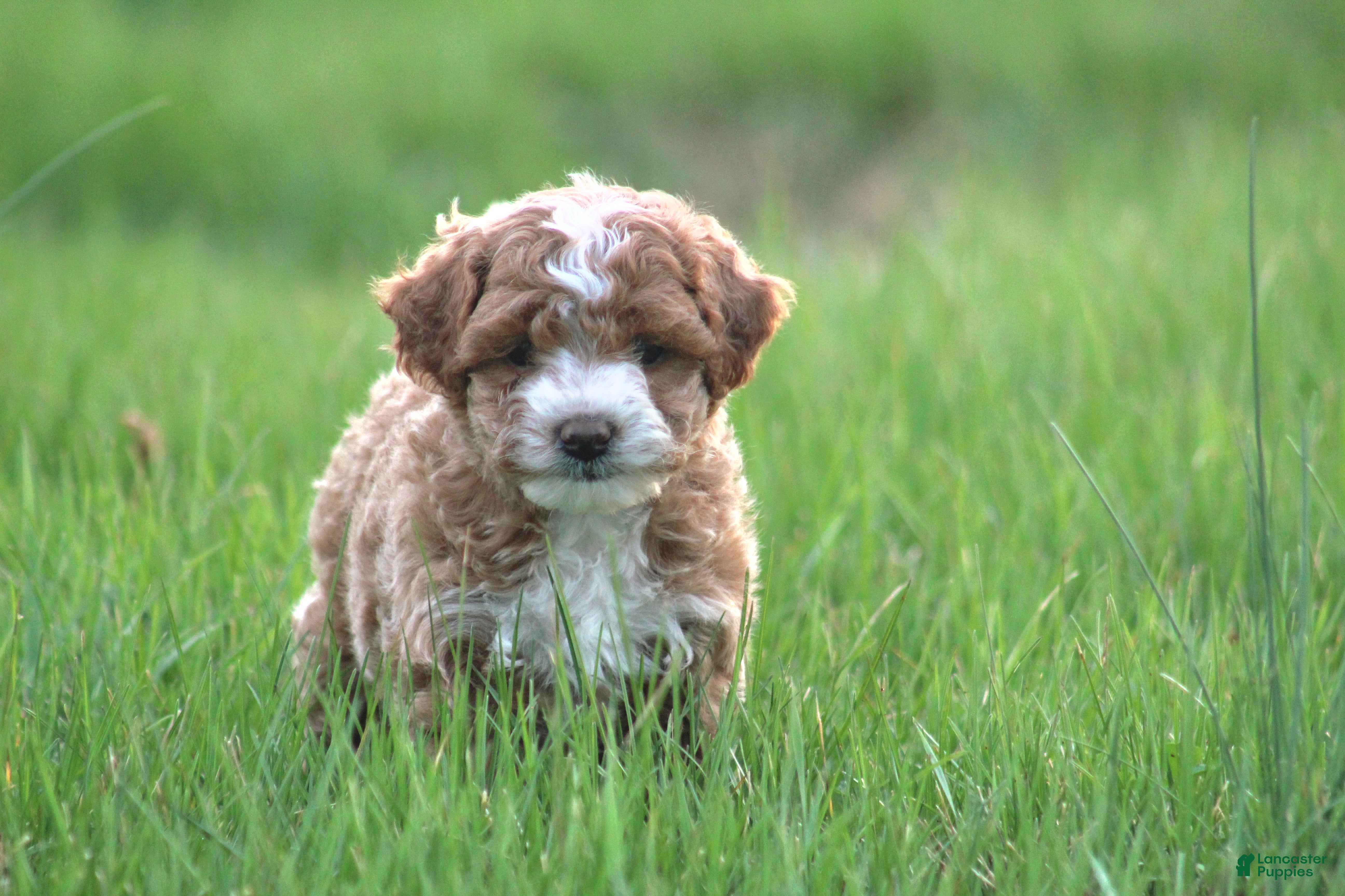 Bichpoo dogs Bailey - Ad 2