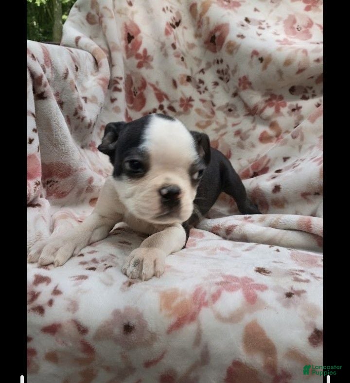 Boston Terrier dogs Boston Terrier 1 - Ad 17