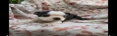 Boston Terrier 1