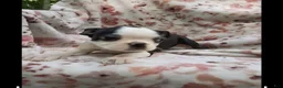Boston Terrier dogs for sale: Boston Terrier 1 - Ad 1