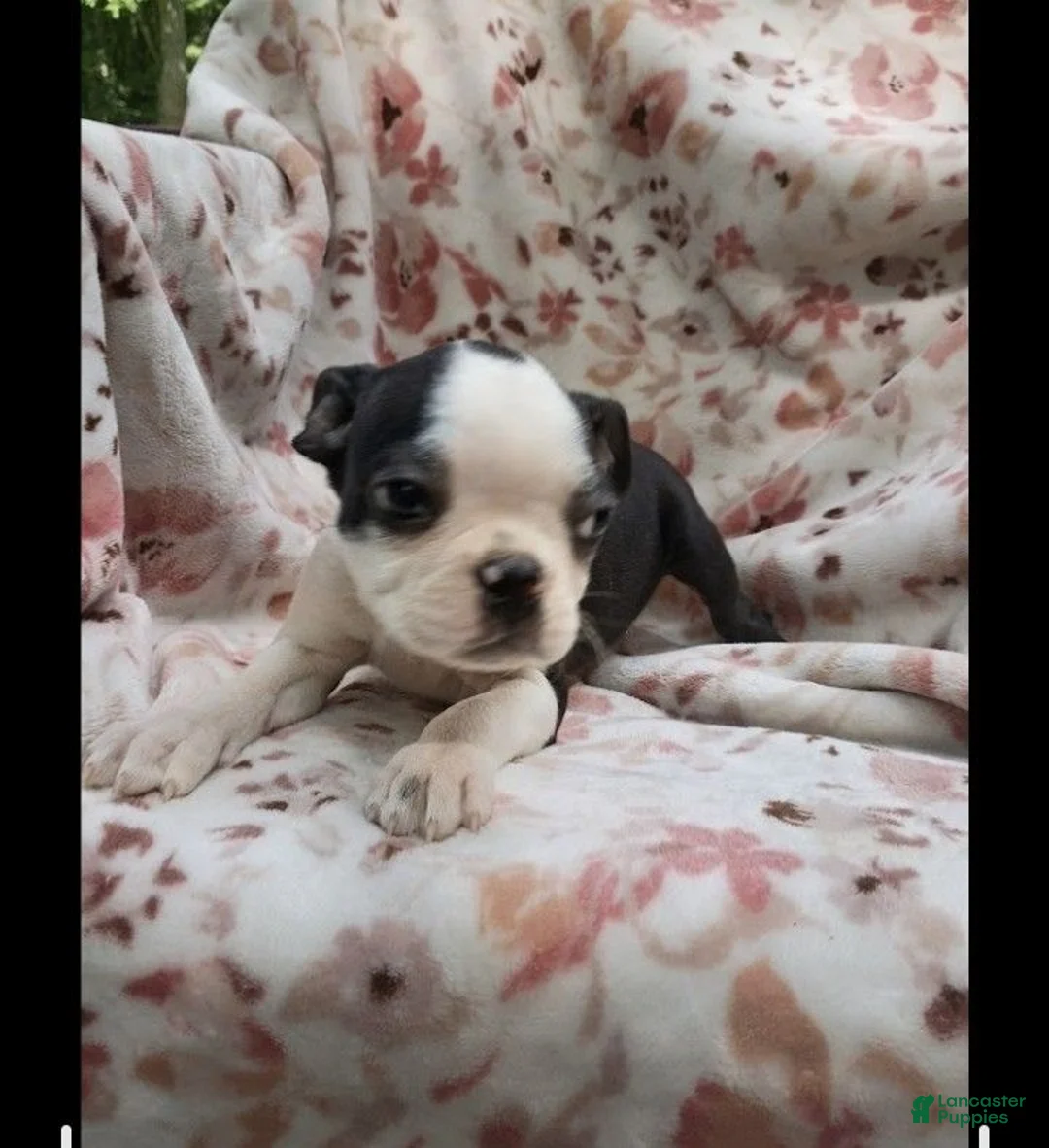 Boston Terrier dogs for sale: Boston Terrier 1 - Ad 1