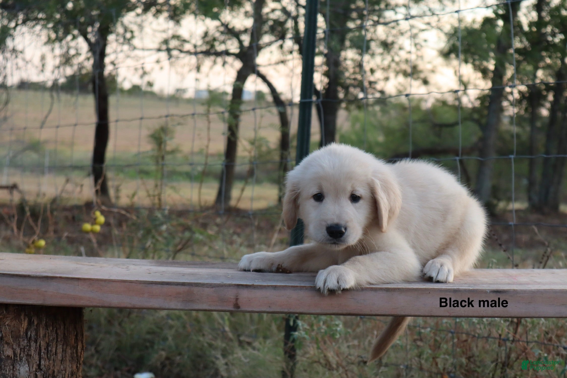 Golden Retriever dogs Lief - Ad 2