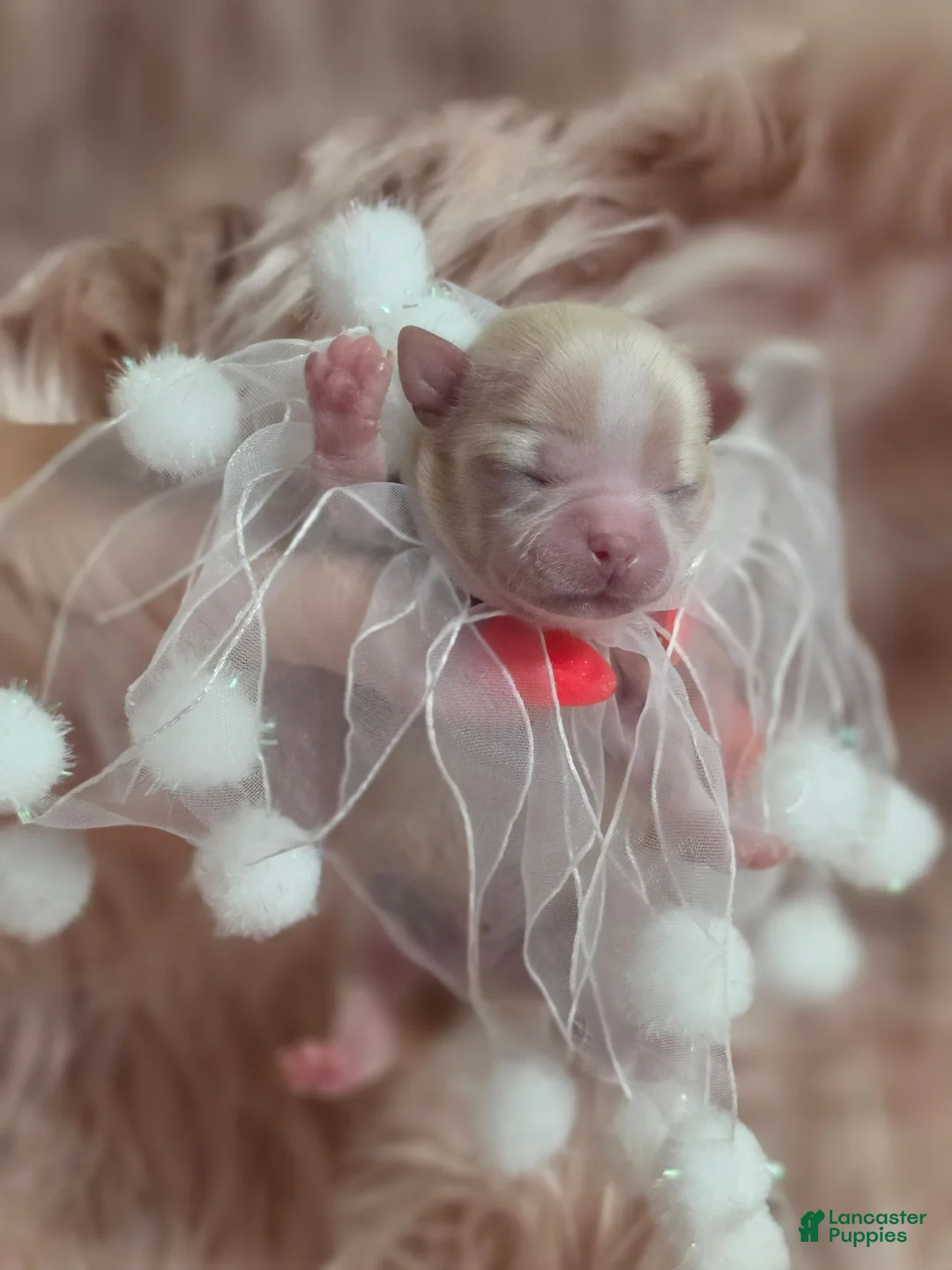 Chihuahua dogs for sale: Chihuahua 3 - Ad 41