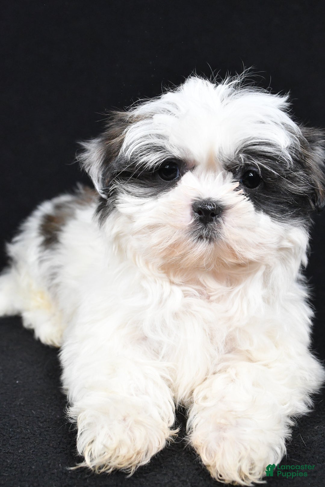 Shih Tzu dogs for sale: Benny - Ad 7