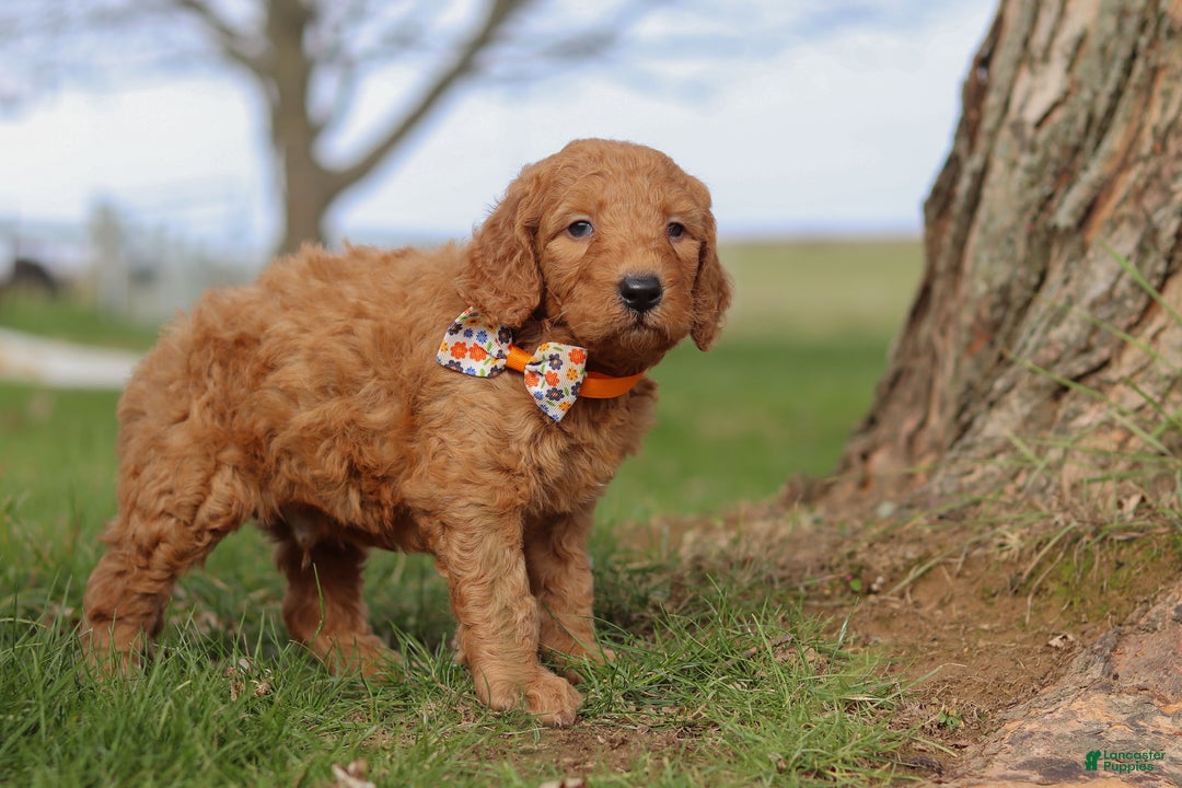 Goldendoodle dogs for sale: Fruitcake - Ad 5