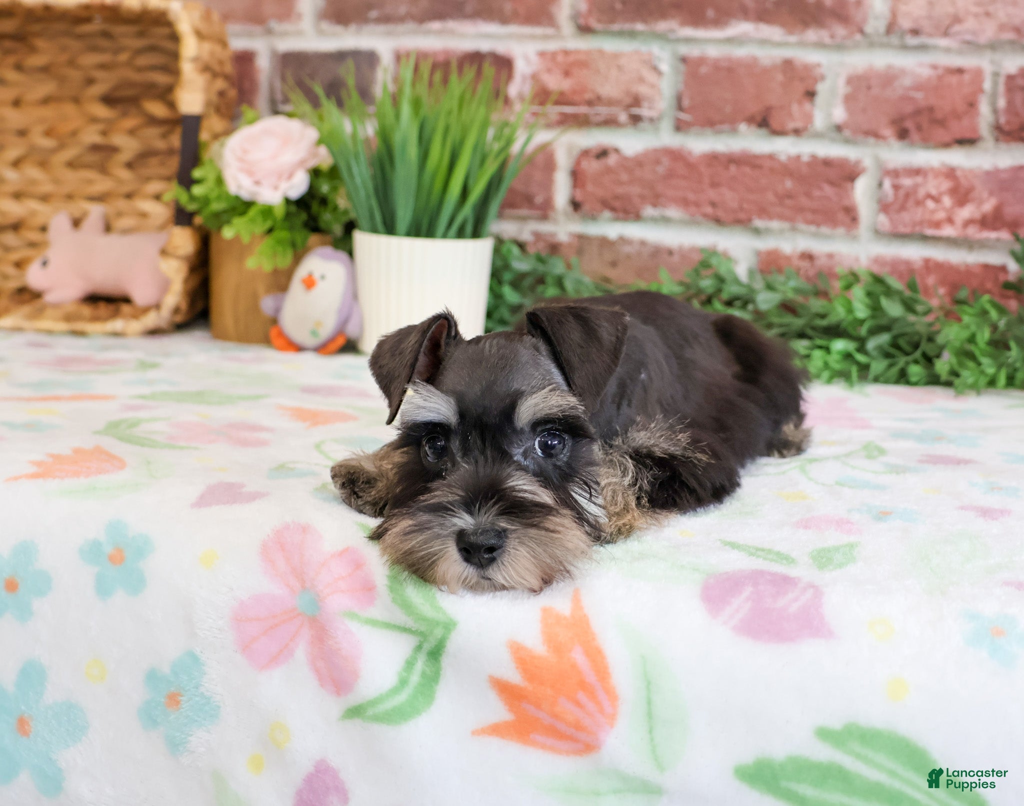 Miniature Schnauzer dogs Stormi  - Ad 16