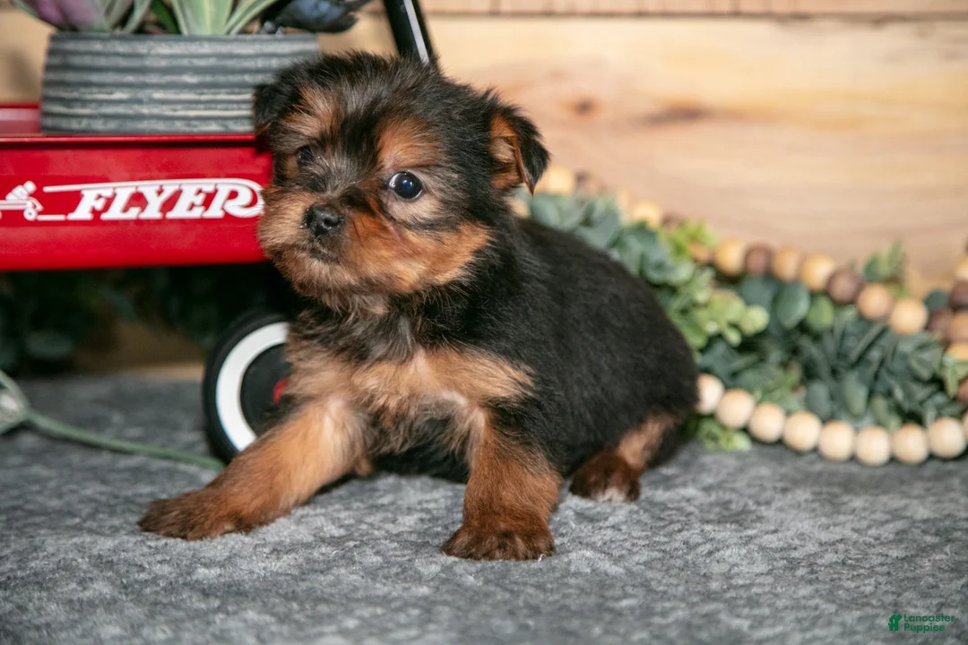 Yorkshire Terrier dogs for sale: Poppy - Ad 2