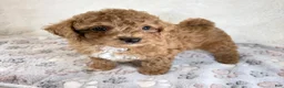 Toy Poodle dogs for sale: Asher - Ad 4