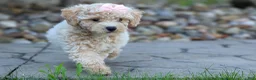 Bichpoo dogs for sale: 🐾 Olive 🐾 - Ad 5