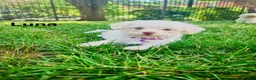 Bichon Frise dogs for sale: luna - Ad 15
