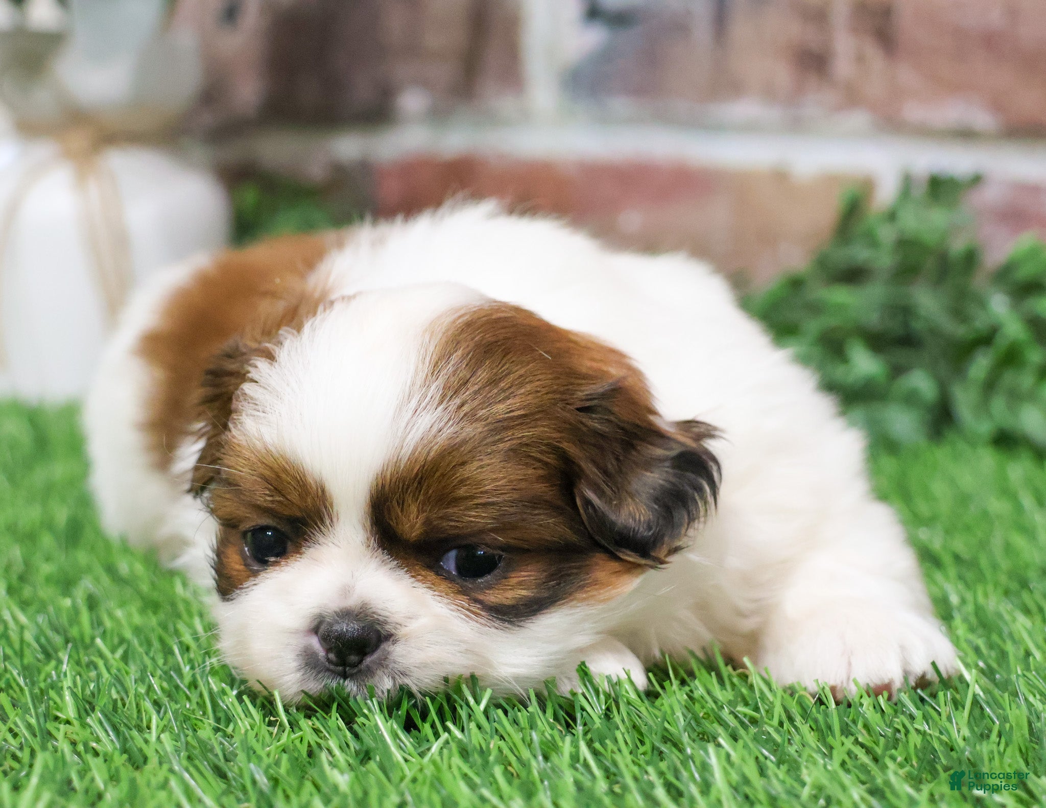 Shih Tzu dogs Barnaby  - Ad 40