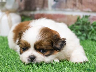 Shih Tzu dogs Barnaby - Ad 31
