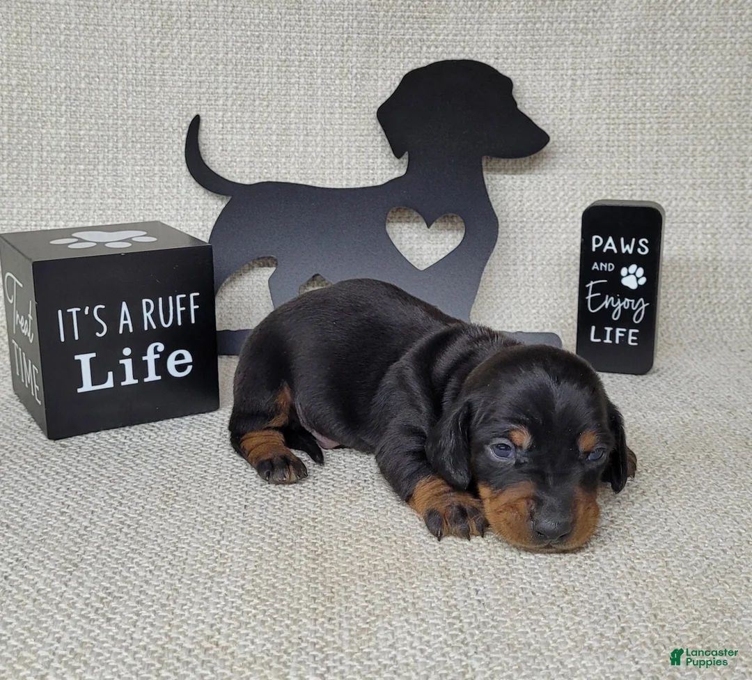 Miniature Dachshund dogs for sale: Simon AKC - Ad 17