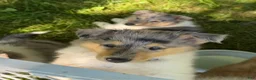 Collie dogs for sale: '250' - AKC COLLIE PUPPY  Look at my beautiful eyes!! - Ad 3