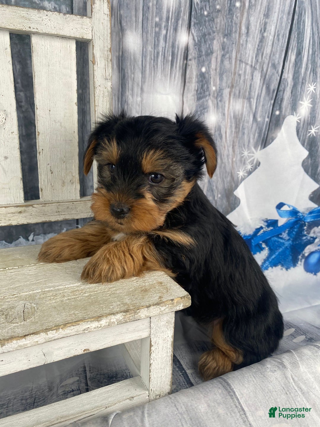 Yorkshire Terrier dogs for sale: Cali - Ad 4
