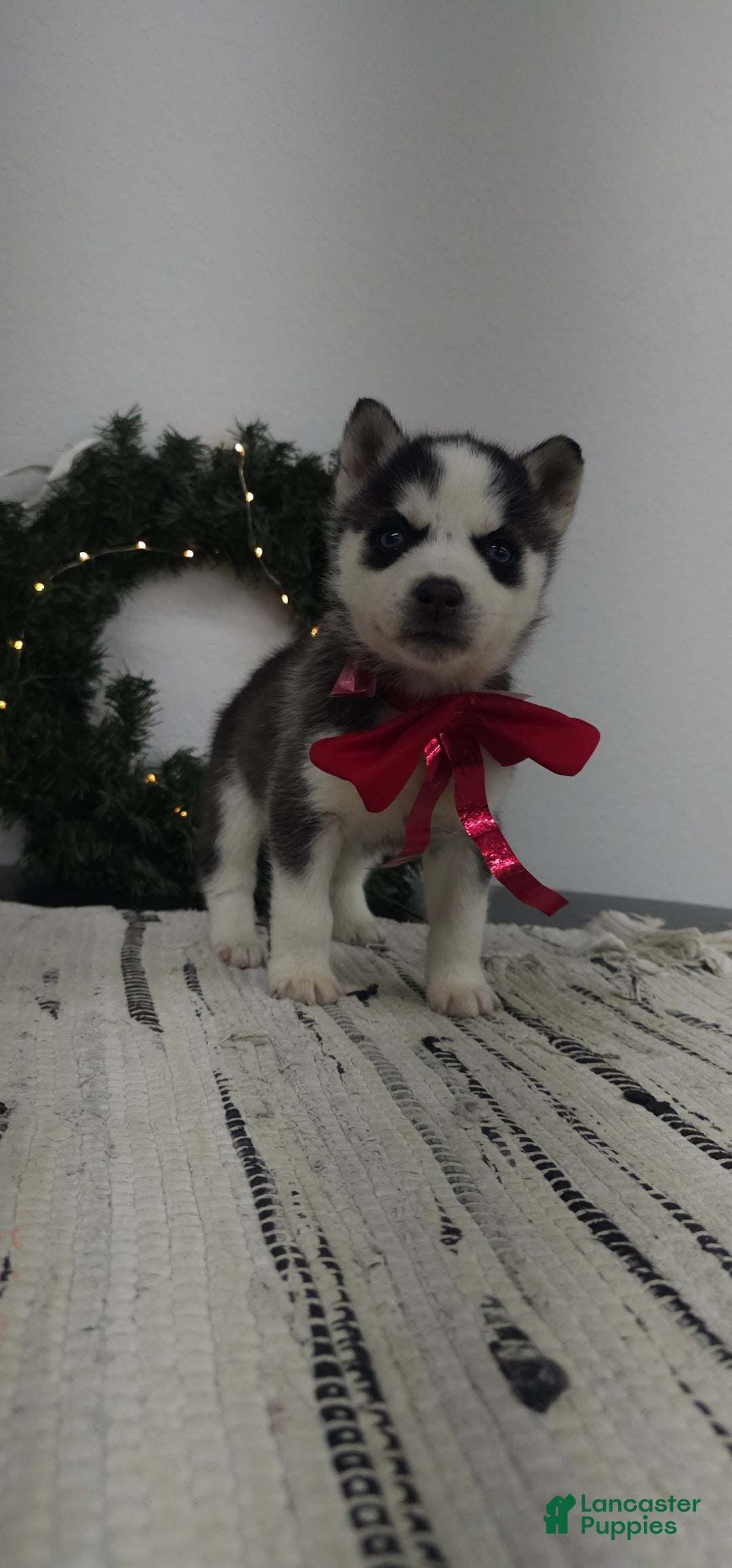 Siberian Husky dogs for sale: Loki - Ad 1