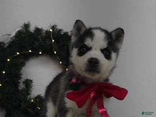 Siberian Husky dogs Loki - Ad 5