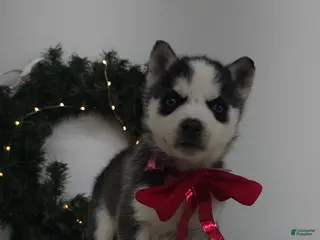 Siberian Husky dogs Loki - Ad 20