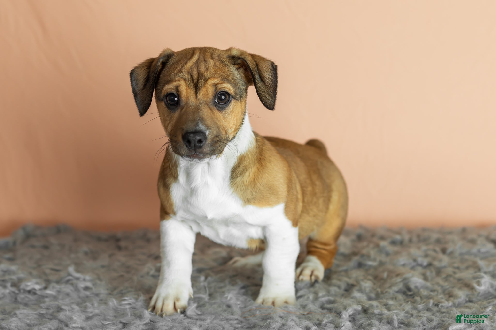Mixed Breed dogs Gracie - Ad 3