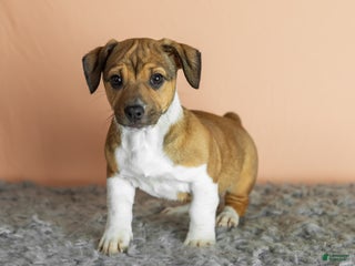 Mixed Breed dogs Gracie - Ad 3