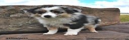 Miniature Australian Shepherd dogs for sale: Ripple - Ad 9