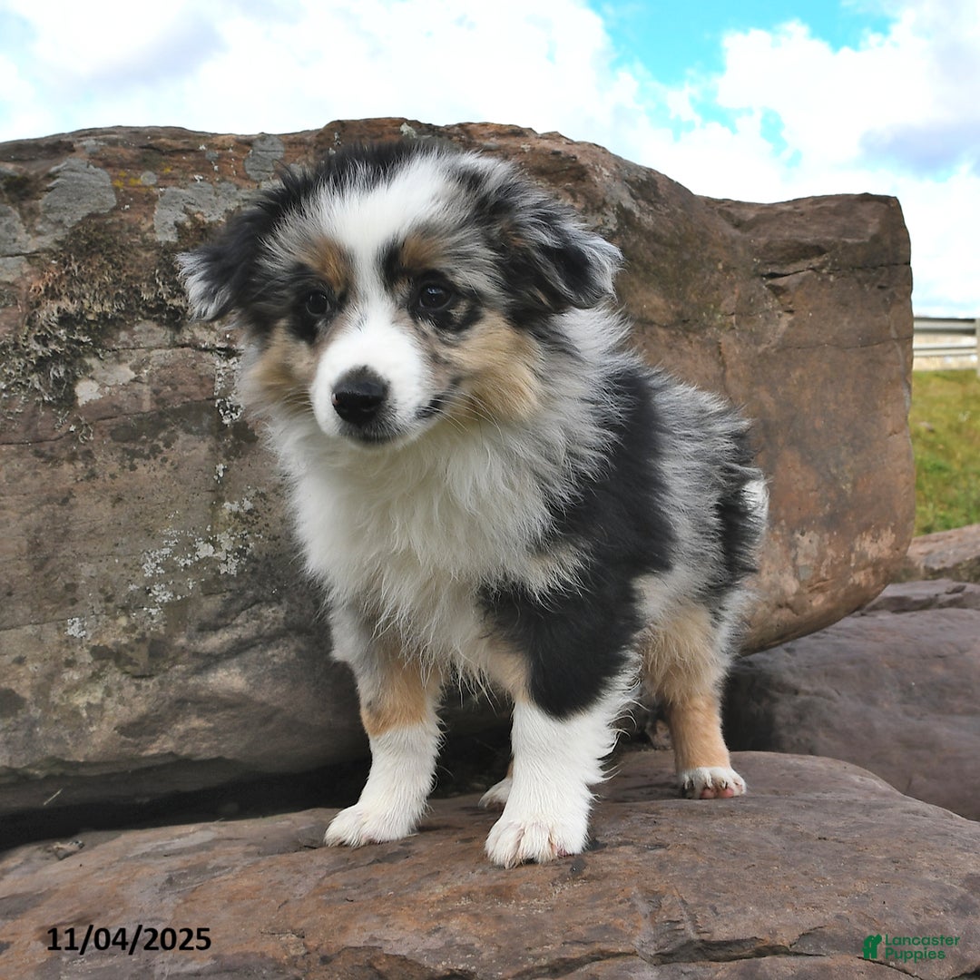 Miniature Australian Shepherd dogs for sale: Ripple - Ad 9