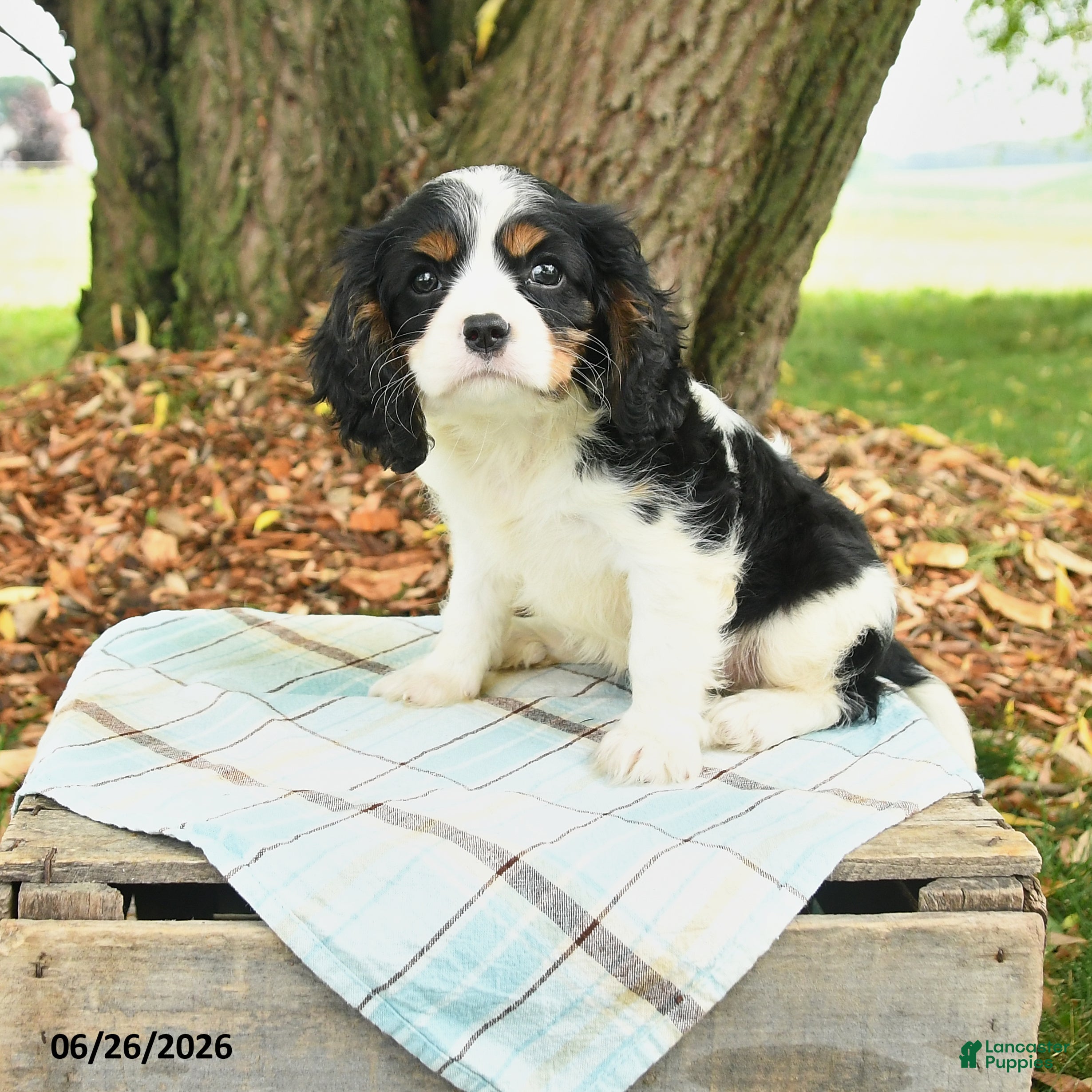 Cavalier King Charles Spaniel dogs Kim  - Ad 1