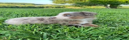 Australian Shepherd dogs for sale: Charlie - Ad 2