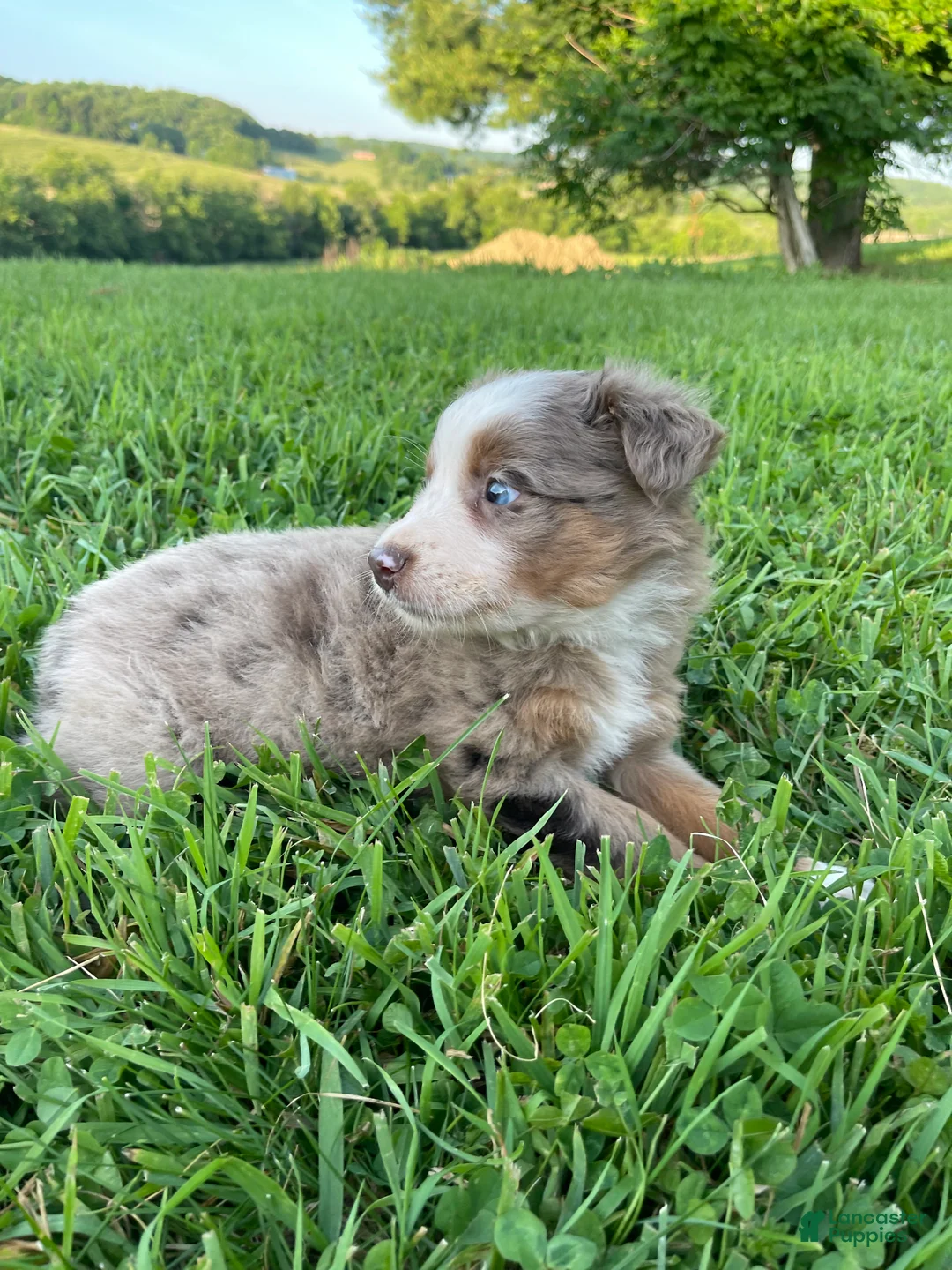 Australian Shepherd dogs for sale: Charlie - Ad 2