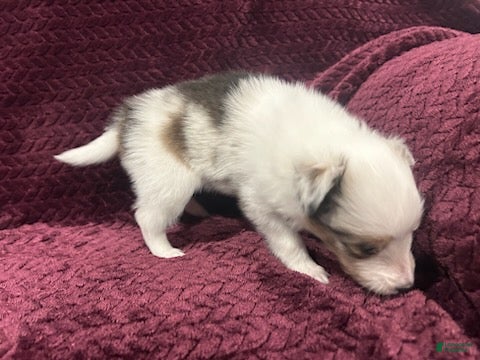 Shetland Sheepdog dogs Daisy - Ad 2