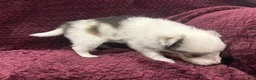 Shetland Sheepdog dogs for sale: Daisy - Ad 2