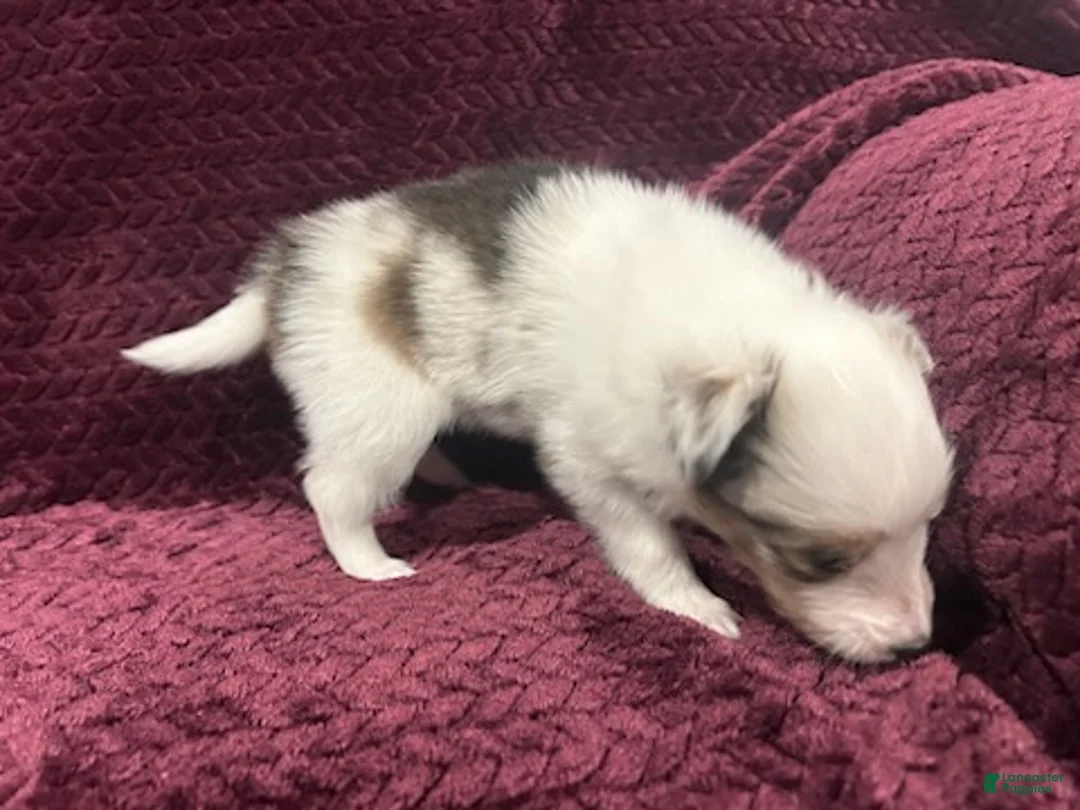 Shetland Sheepdog dogs for sale: Daisy - Ad 2