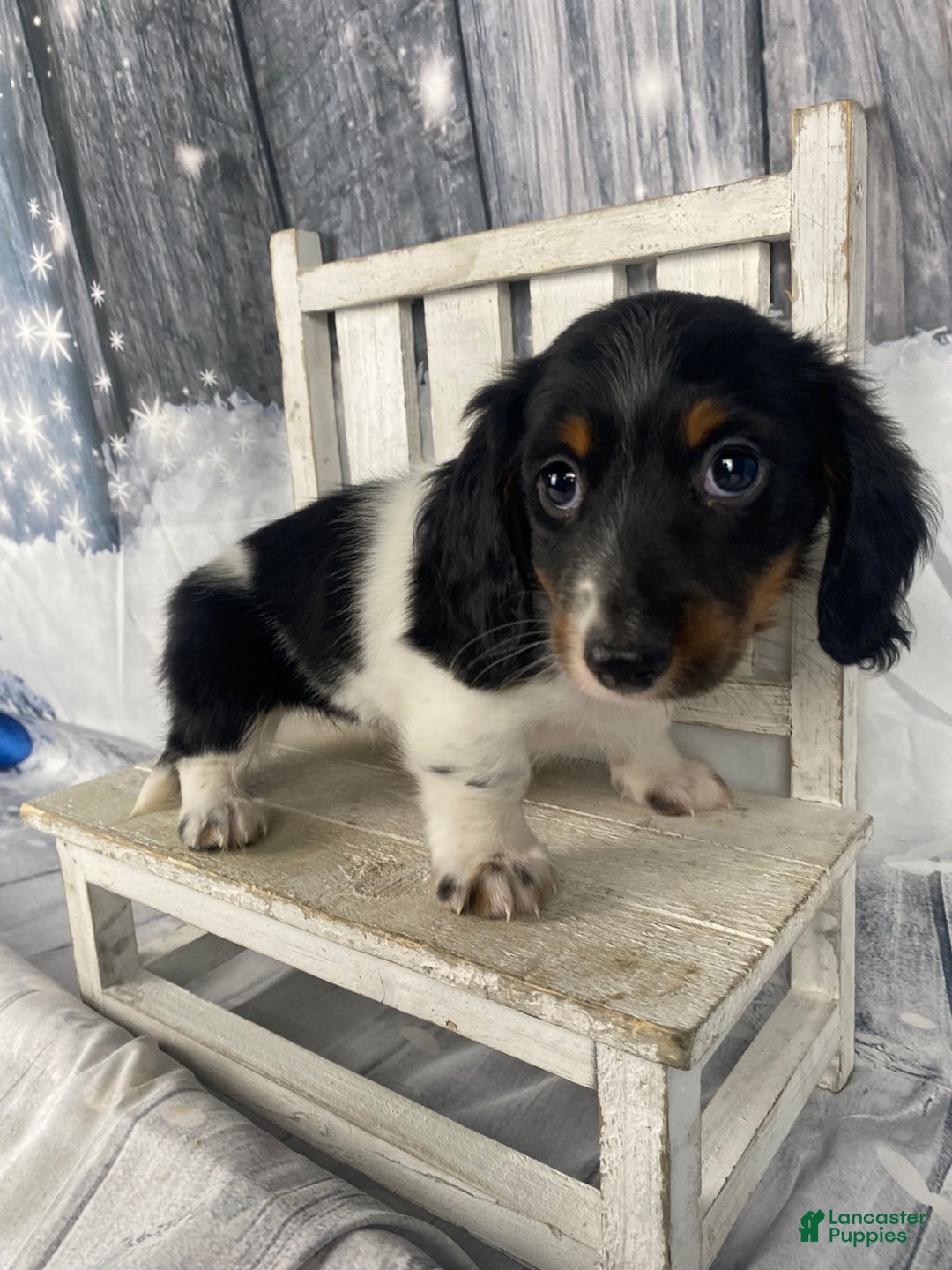Miniature Dachshund dogs for sale: Benny - Ad 13