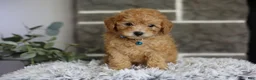 Toy Poodle dogs for sale: Chico - Ad 7