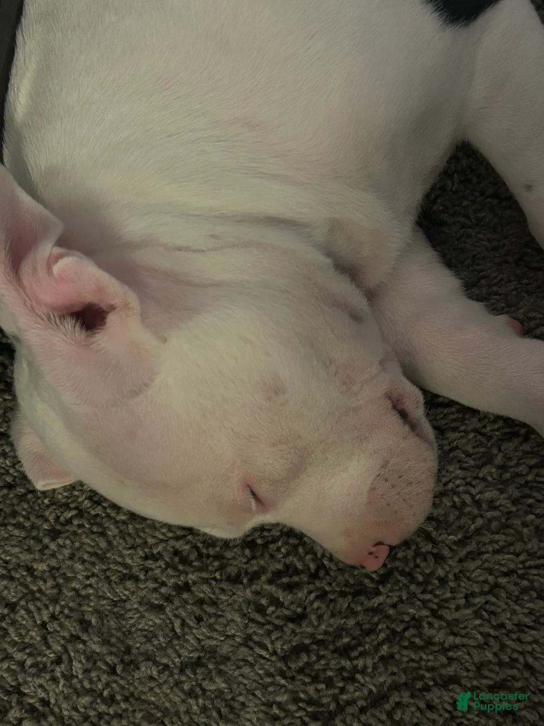 American Pit Bull Terrier dogs for sale: American Pit Bull Terrier Puppy 1 - Ad 2