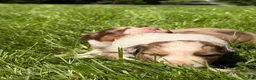 Mixed Breed dogs for sale: Mixed Breed 2 - Ad 3