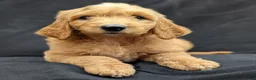 Goldendoodle dogs for sale: Rusty - Ad 9